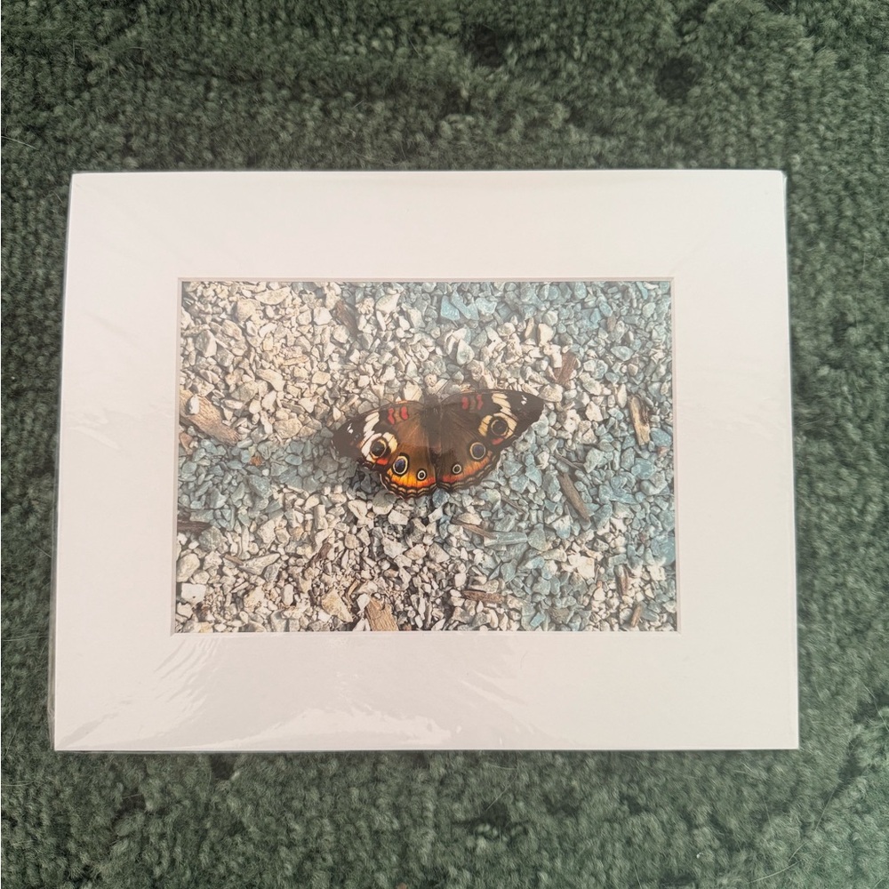 White and Brown Butterfly Photography Art